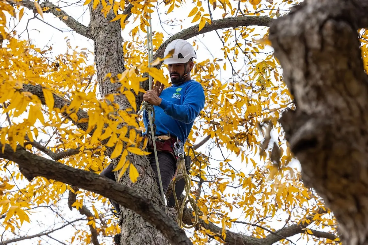 Skilled Tree Transplanting crew working in Turkey Creek
